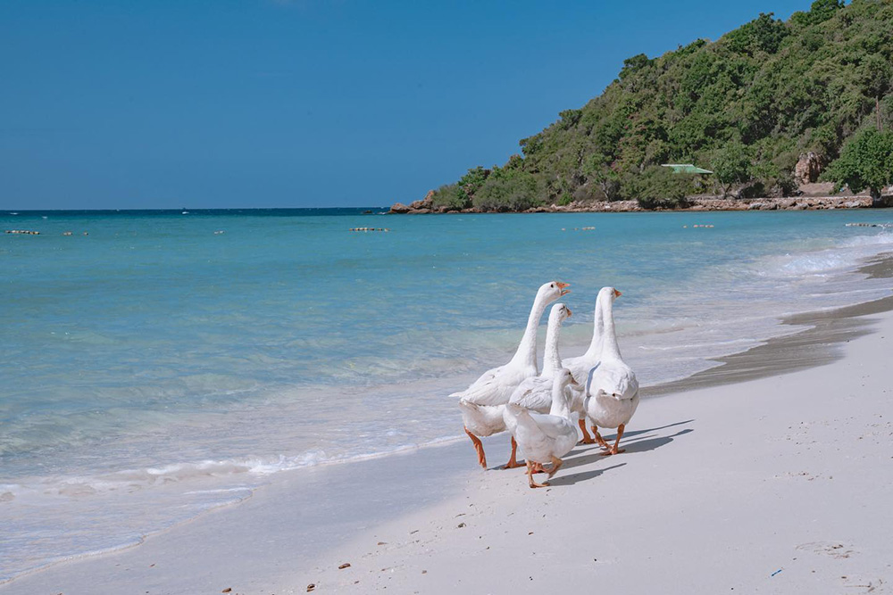 ที่พักเกาะล้าน