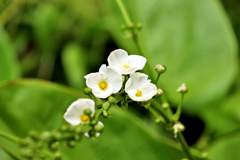 บัวอเมซอน