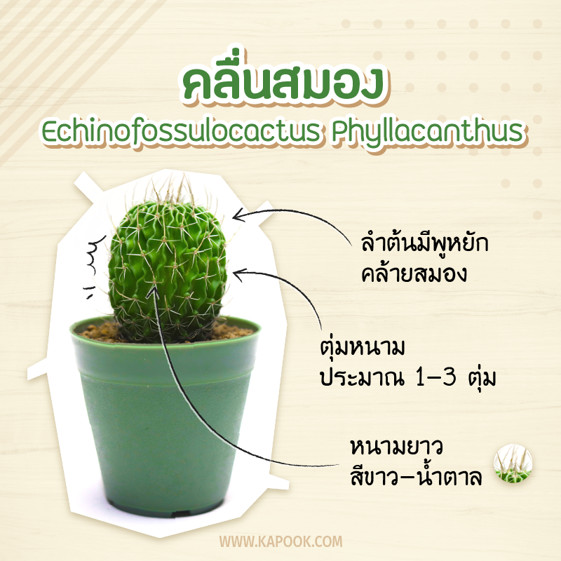 คลื่นสมอง