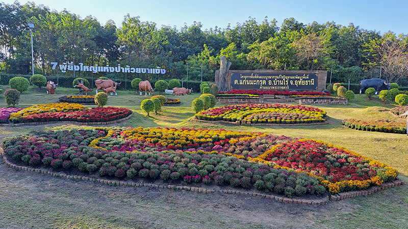 สวนดอกไม้ แก่นมะกรูด