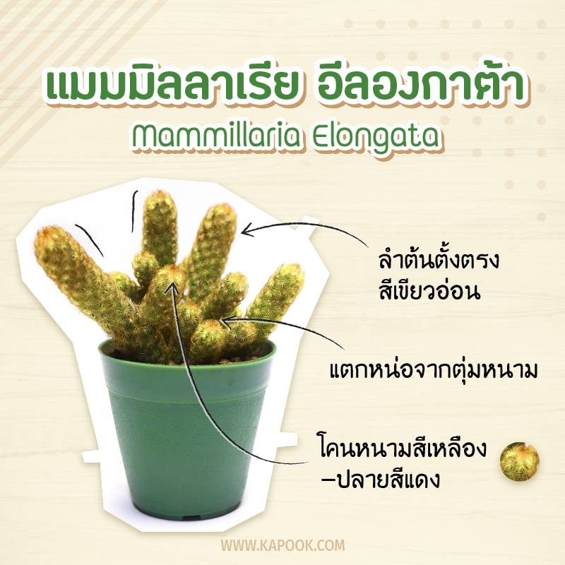 แมมนิ้วทอง