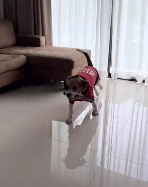 หมาบีเกิ้ล