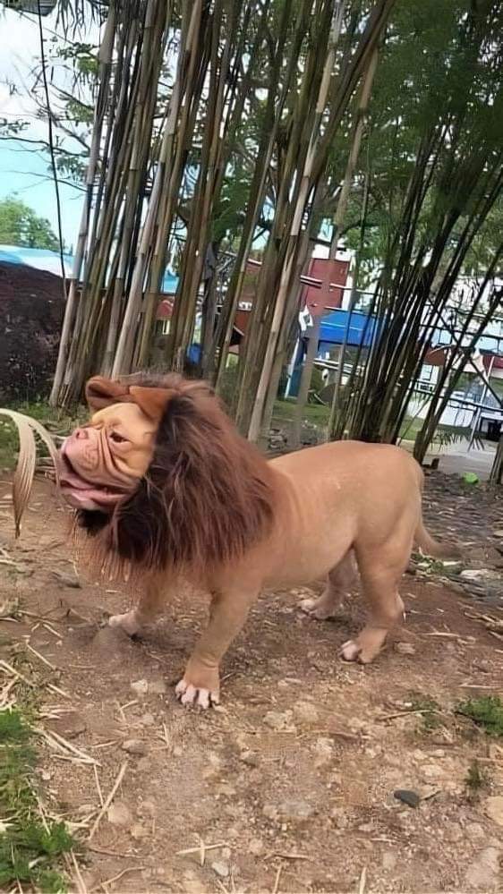 สิงโต
