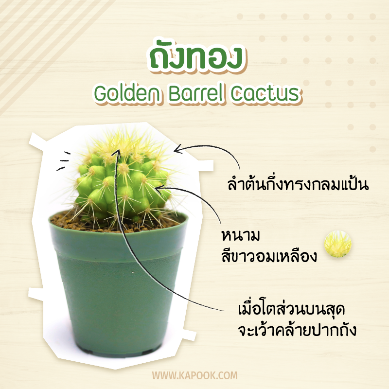 ถังทอง