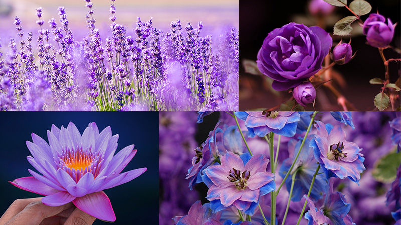 ดอกไม้สีม่วง