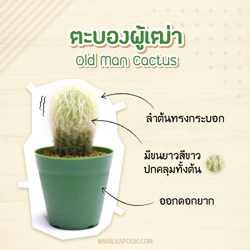 ตะบองผู้เฒ่า