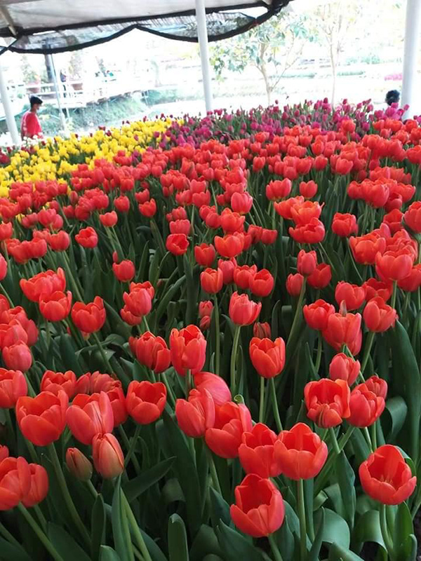 สวนดอกไม้ แก่นมะกรูด