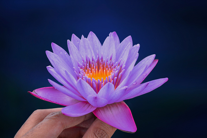 ดอกไม้สีม่วง