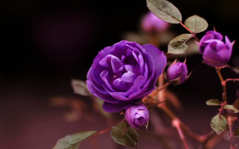 ดอกไม้สีม่วง