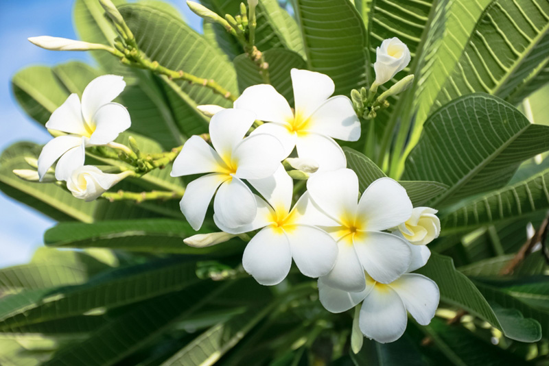ดอกลีลาวดี