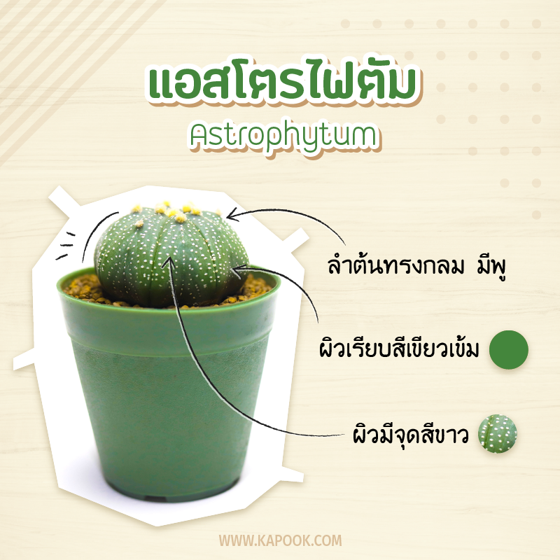แคคตัส แอสโตรไฟตัม