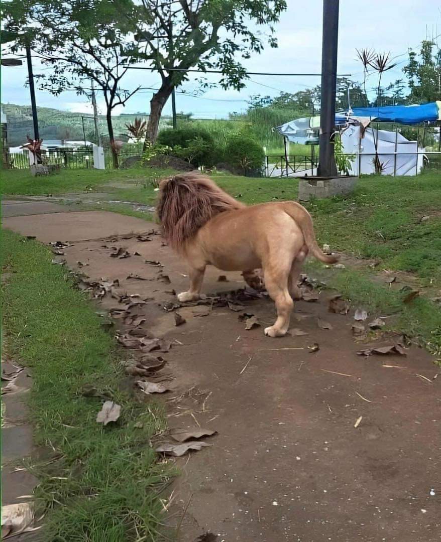 สิงโต
