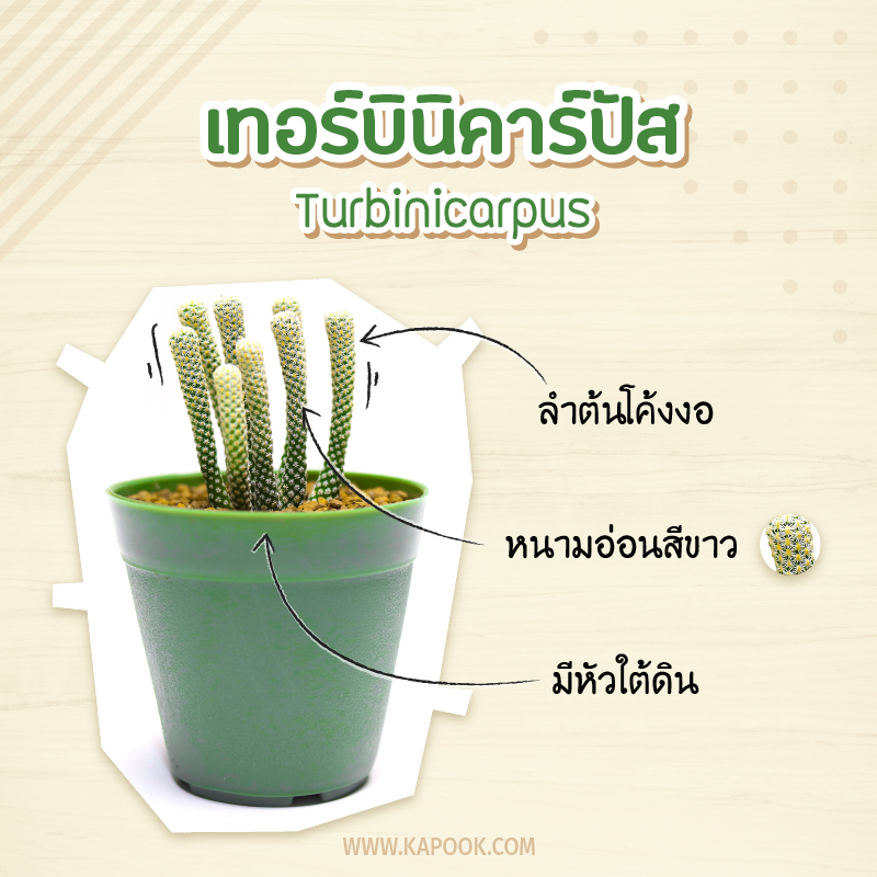 เทอร์บินิคาร์ปัส