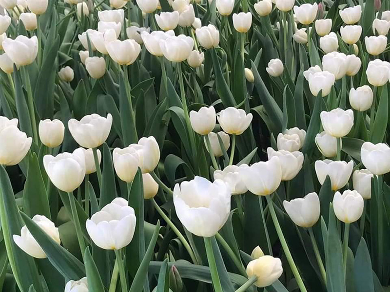 สวนดอกไม้ แก่นมะกรูด