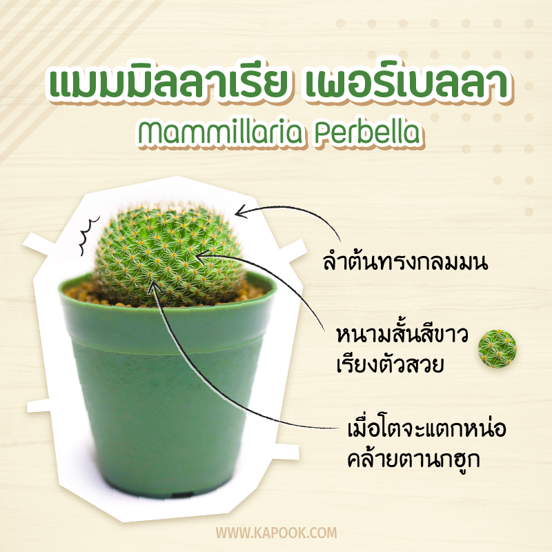 แมมนกฮูก
