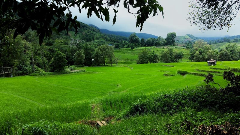 นาขั้นบันได