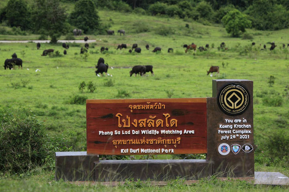 จุดชมสัตว์ป่า โป่งสลัดได อุทยานแห่งชาติกุยบุรี