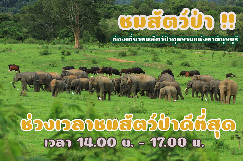 ช้างป่า กระทิง อุทยานแห่งชาติกุยบุรี