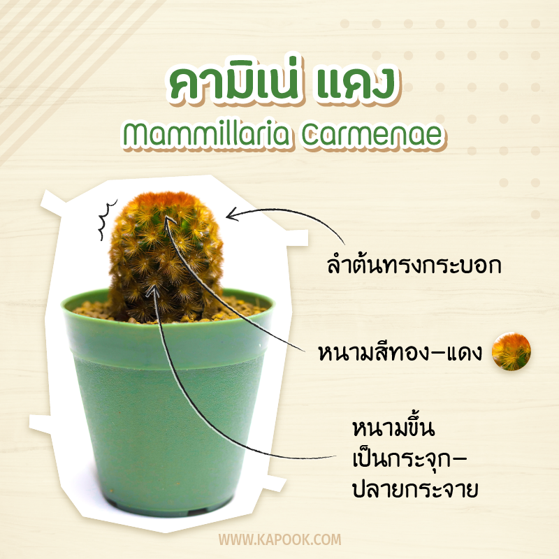 คามิเน่ แดง