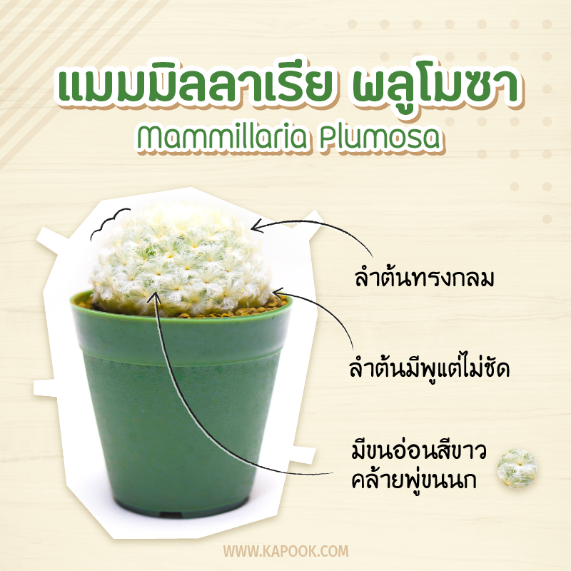 แมมขนนก