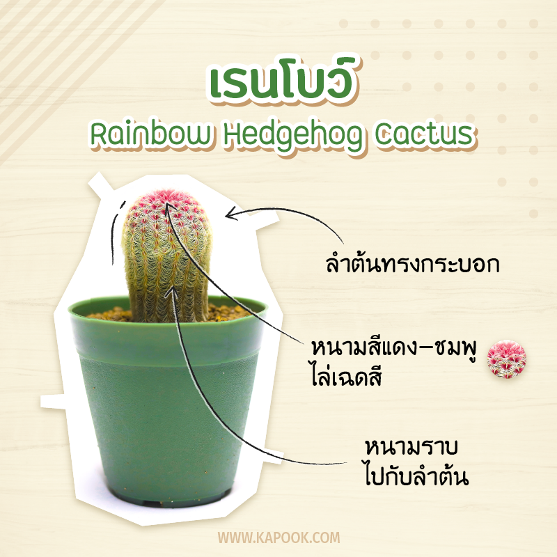 เรนโบว์